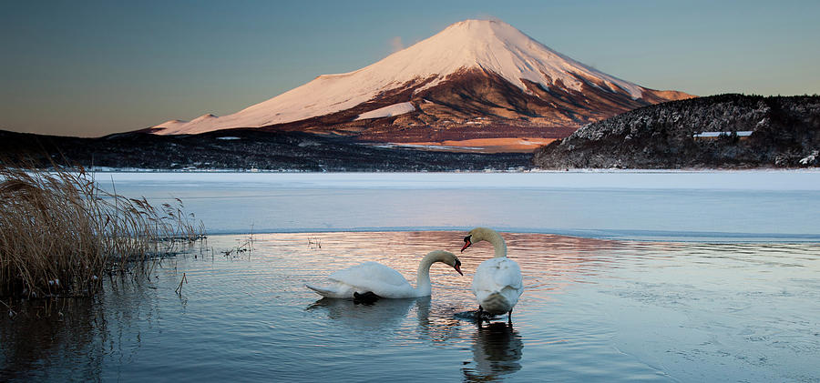 A Pair Of Mute Swans In Lake Kawaguchi Photograph by Mint Images - Art Wolfe