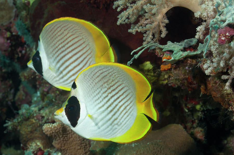 A Pair Of Panda Butterflyfish Photograph by Jeff Hunter A Pair Of Panda Butterflyfish Photograph by Jeff Hunter