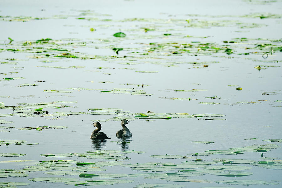 Animal Photograph - A Pair Of Pied-billed Grebes Swimming Together On A Pond Of Lily Pads by Cavan Images