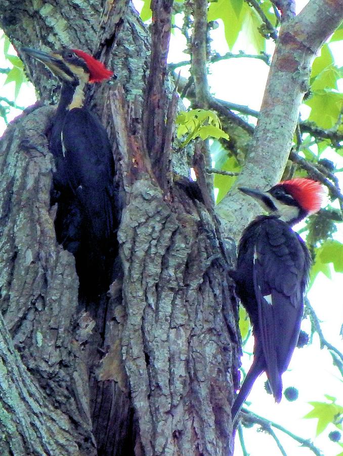 A Pair of Pileated Woodpeckers Photograph by Karen Stansberry