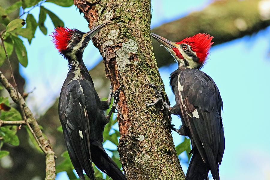 A Pair Of Pileated Woodpeckers Photograph By Michiale Schneider Fine Art America 