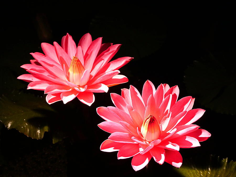 A Pair of Pink Water Lilies Photograph by Richard Reeve