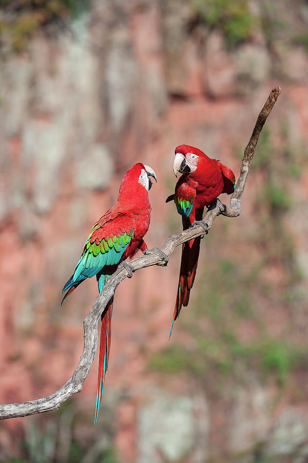 Macaw Photograph - A Pair Of Red-and-green Macaws Or by Nick Garbutt