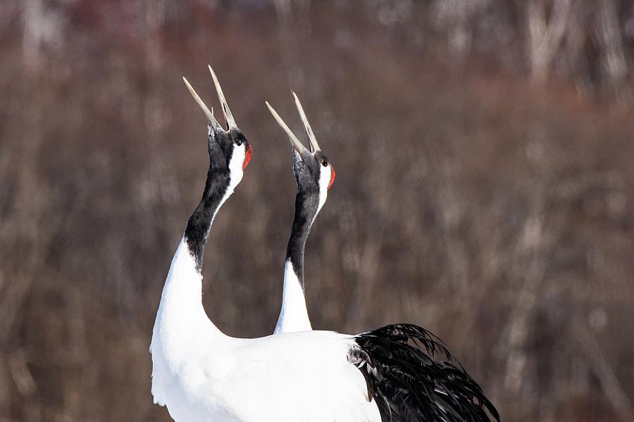 A Pair of Red-Crowned Cranes Singing Together - Hokkaido, Japan Photograph by Ellie Teramoto