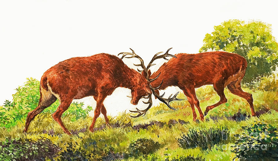 A pair of Red Deer rutting Painting by Eric Tansley