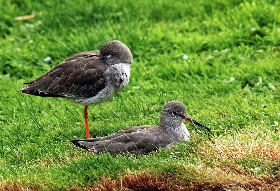 A Pair Of Redshank Photograph by Jeff Townsend