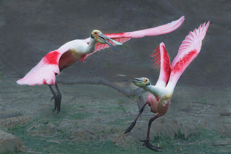 Nature Photograph - A Pair Of Roseate Spoonbills by Sheila Xu