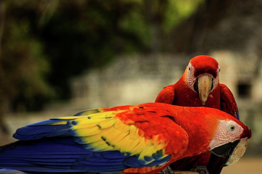A pair of scarlet macaws  Photograph by Robert Grac