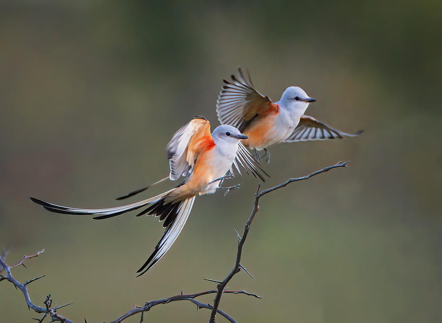 Nature Photograph - A Pair Of Scissor-tailed Flycatcher In Flight by Sheila Xu