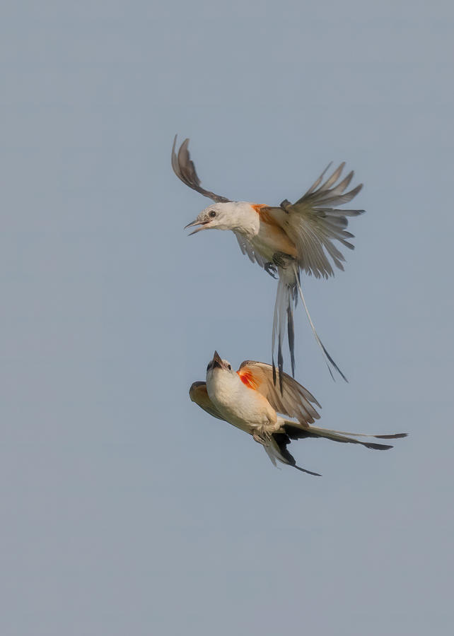 A Pair Of Scissor-tailed Flycatchers Photograph by Sheila Xu