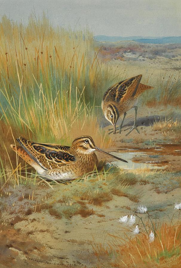 Archibald Thorburn Painting - A Pair Of Snipe by Archibald Thorburn