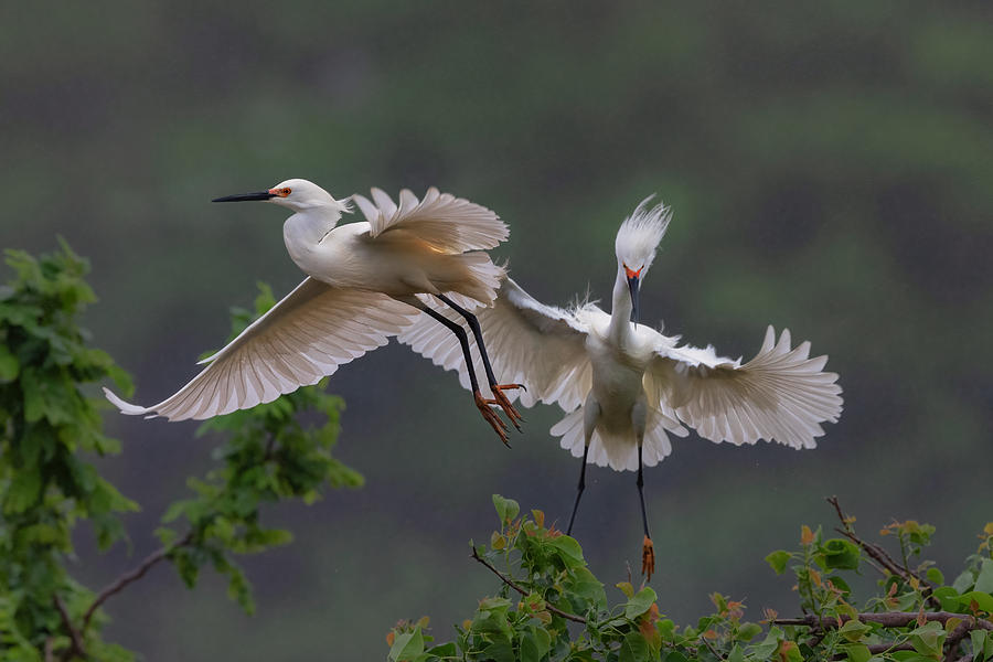 Nature Photograph - A Pair Of Snowy Egrets by Sheila Xu