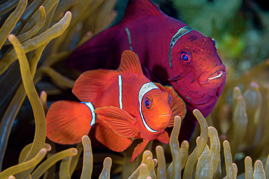 A Pair Of Spinecheek Anemonefish Photograph by Bruce Shafer
