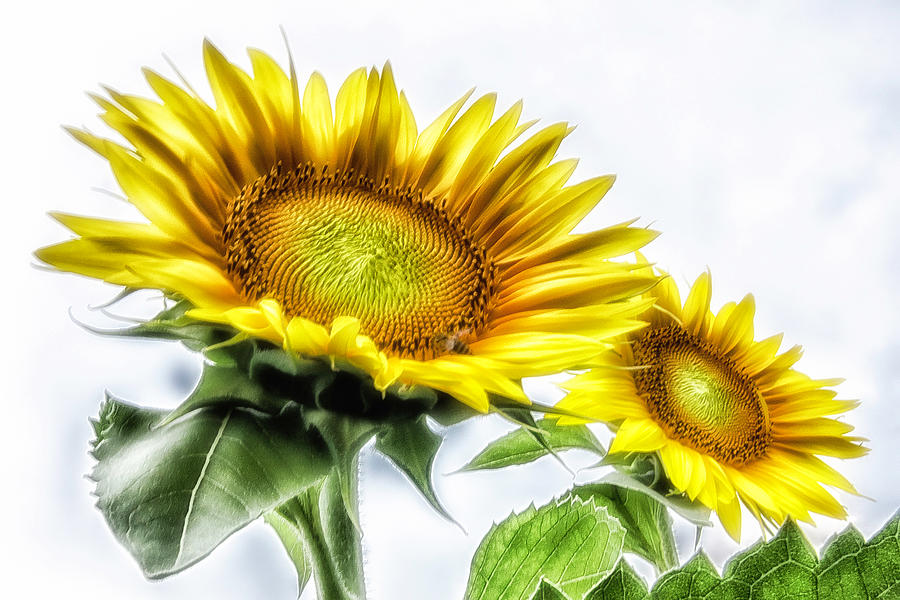 A pair of Sunflowers Photograph by Wolfgang Stocker