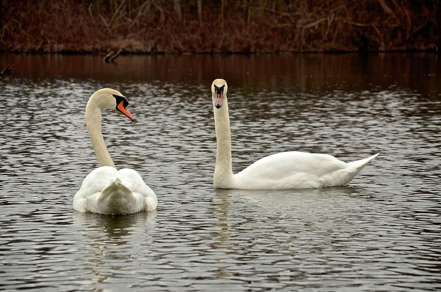 A Pair of Swans Photograph by Marie Nagle Photography | Fine Art America