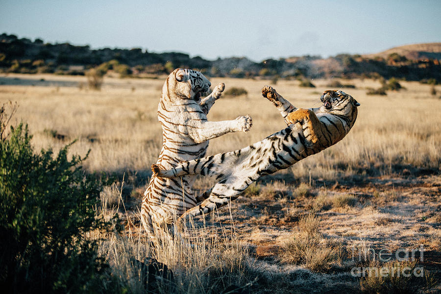 A Pair Of Tigers Fighting Photograph by Chévon Leo