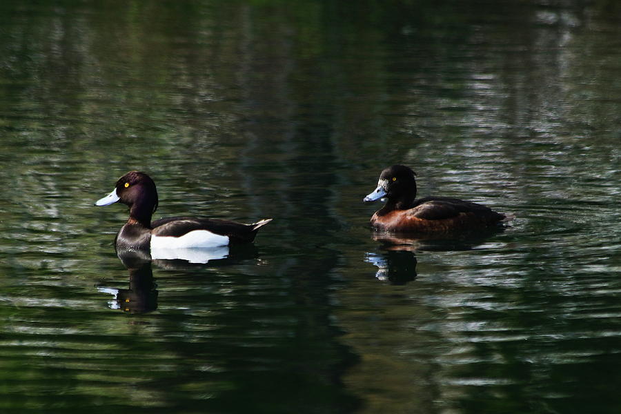 A Pair Of Tufted Ducks Photograph by Jeff Townsend