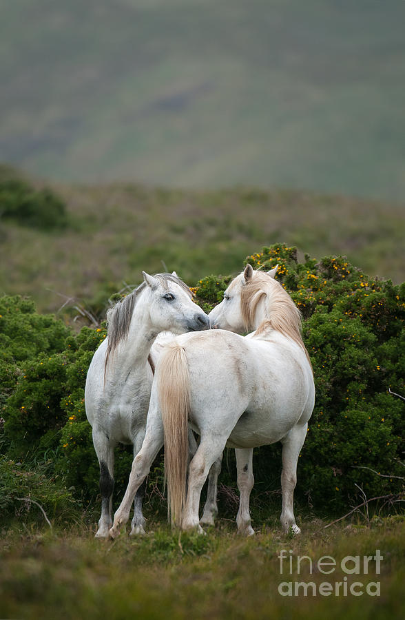 Equestrian Photograph - A Pair Of Welsh Mountain Ponies Greet by Philip Ellard Equestrian Photograph - A Pair Of Welsh Mountain Ponies Greet by Philip Ellard