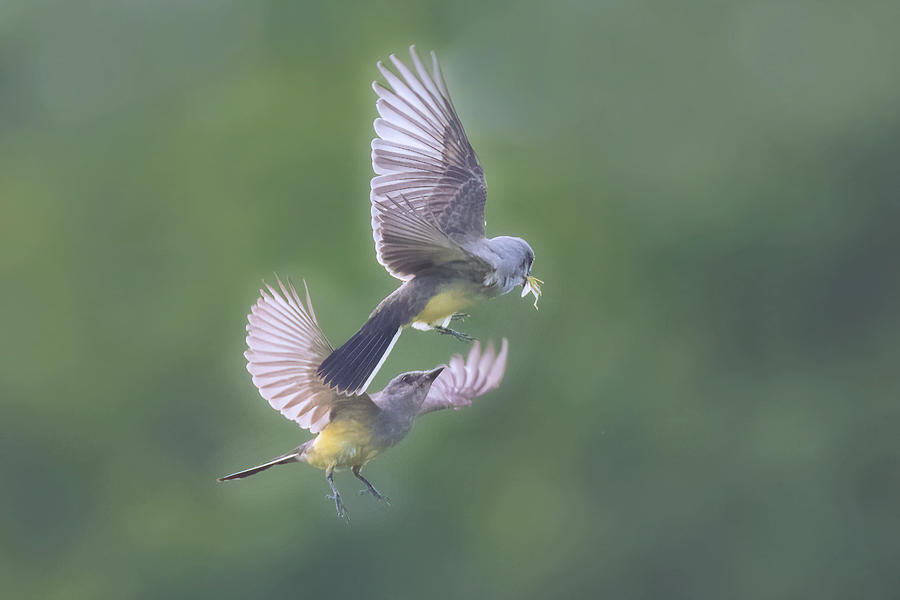 A Pair Of Western Kingbirds Photograph by Sheila Xu