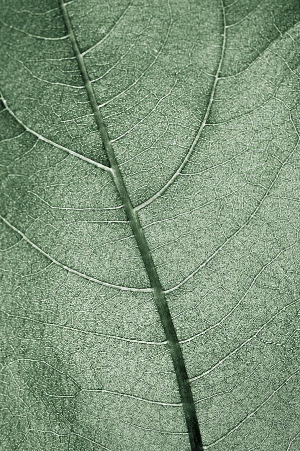 A Pale Green Leaf Photograph by Sindre Ellingsen