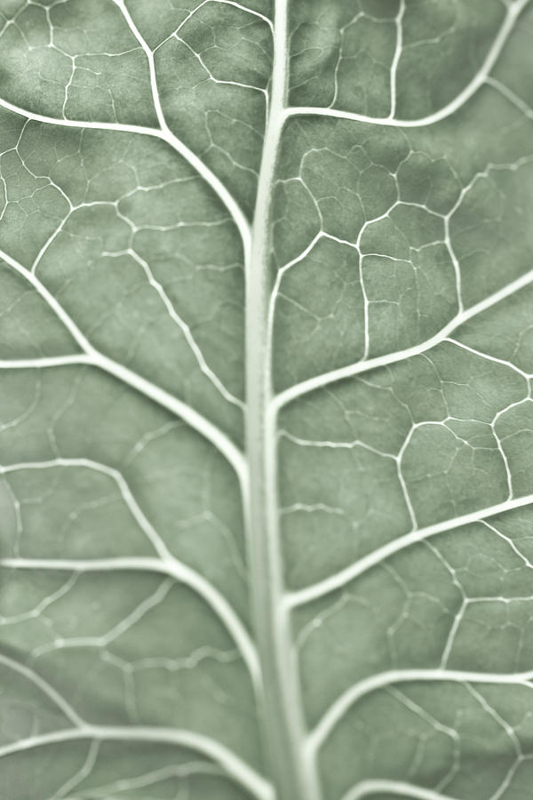 A Pale Leaf, Partially Out Of Focus Photograph by Sindre Ellingsen