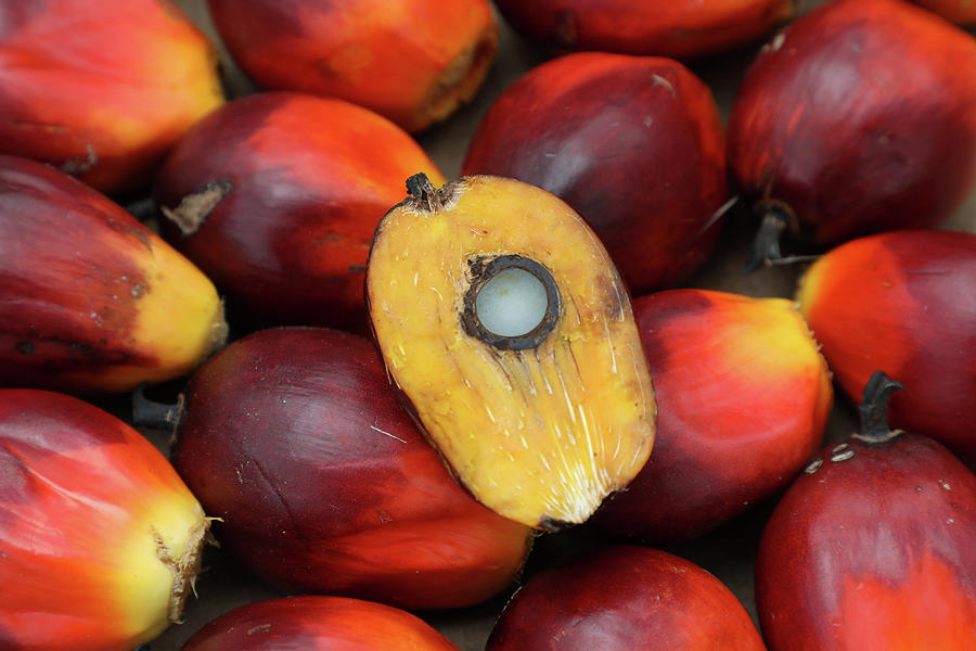 Palm Oil Seed Price In India