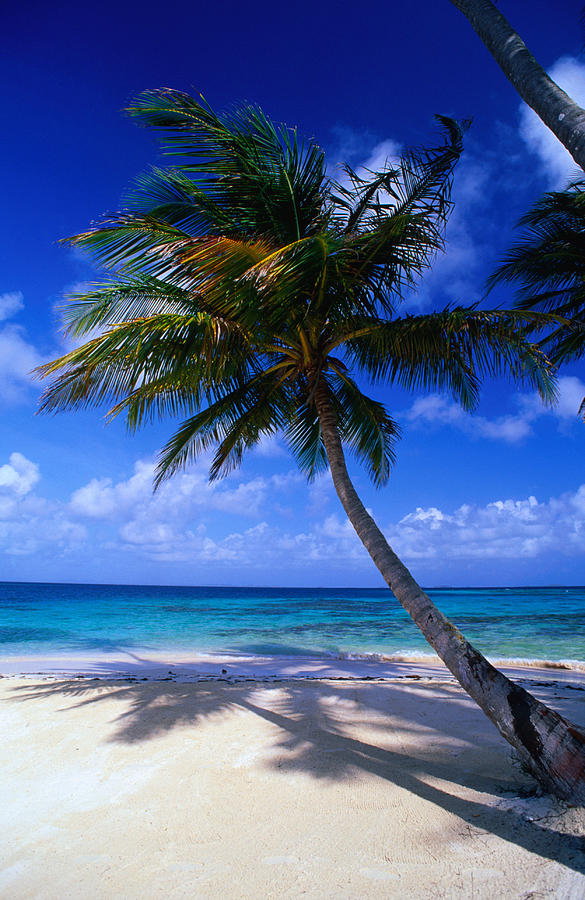 A Palm Tree Bends To The Caribbean Sea Photograph by Alfredo Maiquez