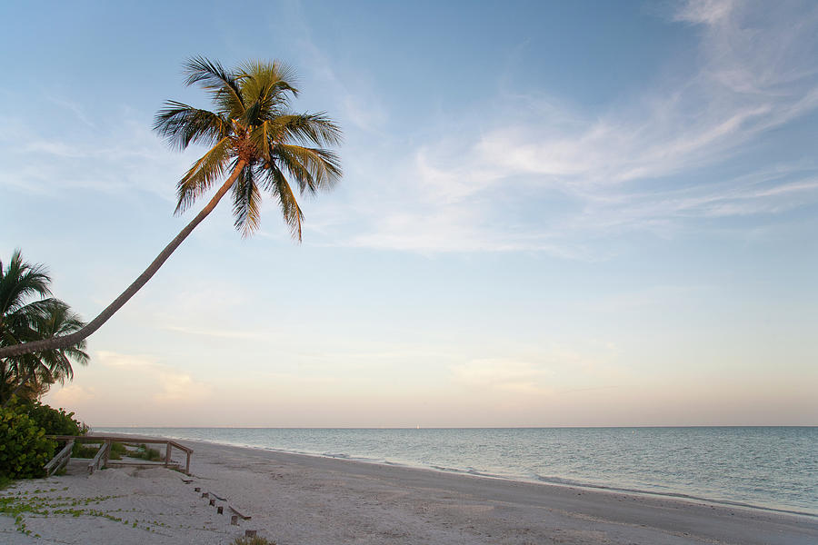 A Palm Tree Leaning Over The Beach At Photograph by Driendl Group