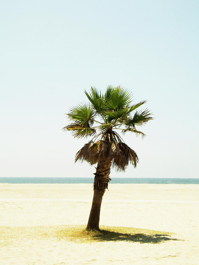 A Palm Tree On A Beach Los Angeles Usa Photograph by Susanne Walstrom