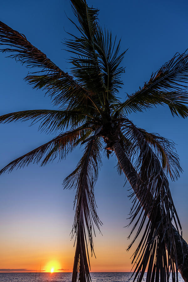 A Palm Tree On The Beach From The Gulf Of Mexico At Sunset, Fort Myers Beach, Florida, Usa Photograph by Helge Bias