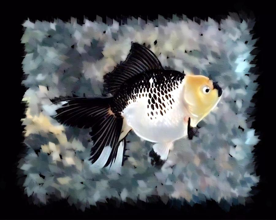 A Panda Goldfish Digital Art