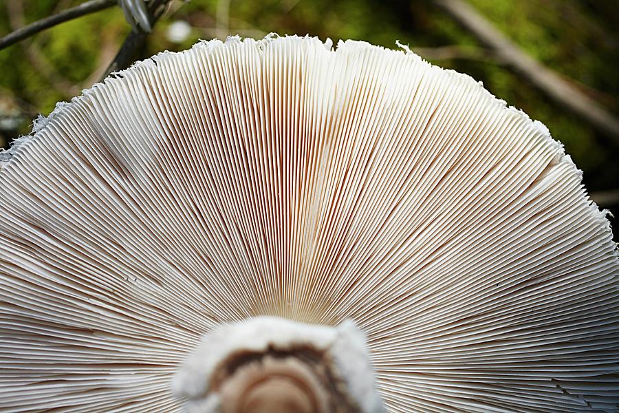 A Parasol Mushroom In A Forest macrolepiota Procera Photograph by Herbert Lehmann