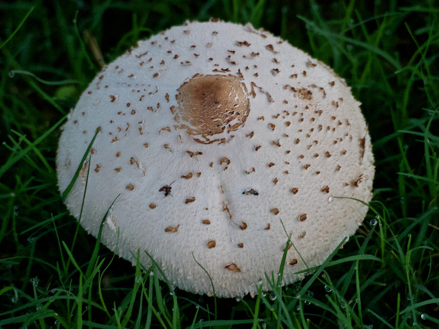 A Parasol Mushroom Photograph by L Bosco
