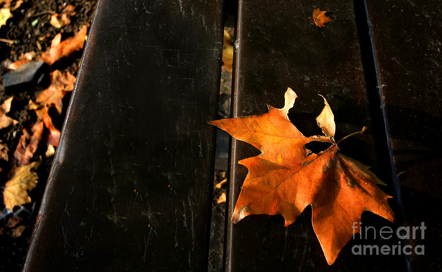 A Park Bench in Autumn Photograph by Steve Ember