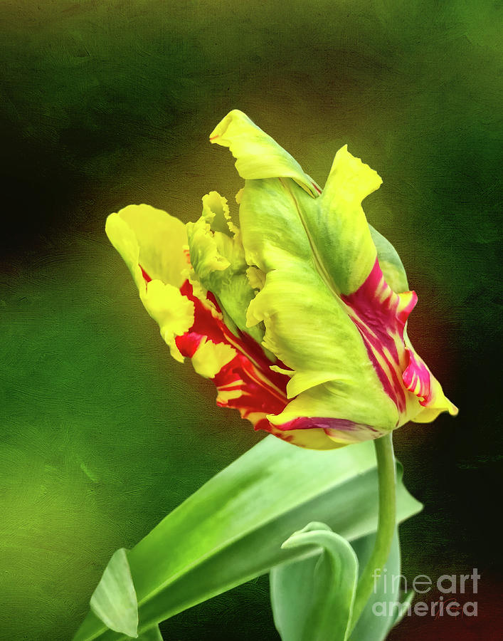 A Parrot Tulip Photograph by Gabriele Pomykaj