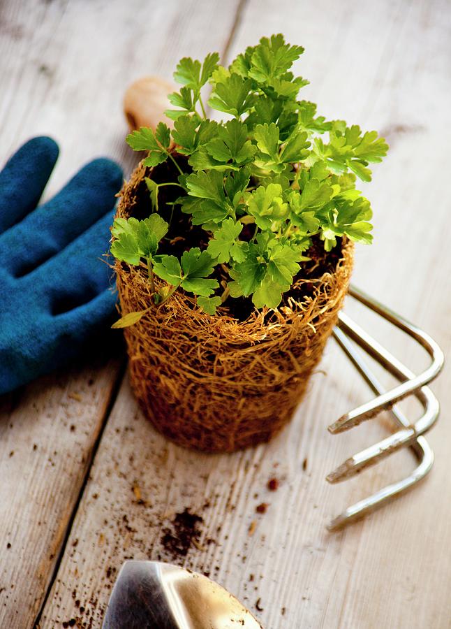 A Parsley Plant With Gardening Tools Photograph by William Boch