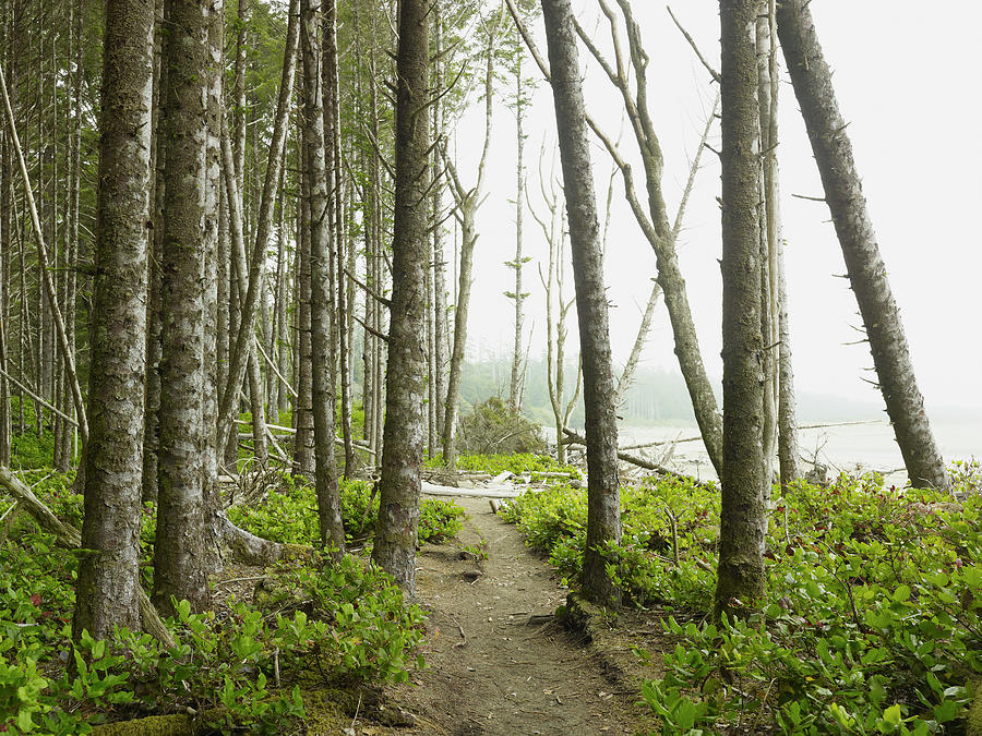 A Path In The Forest Along The Shore Of Photograph by Ian Grant / Design Pics