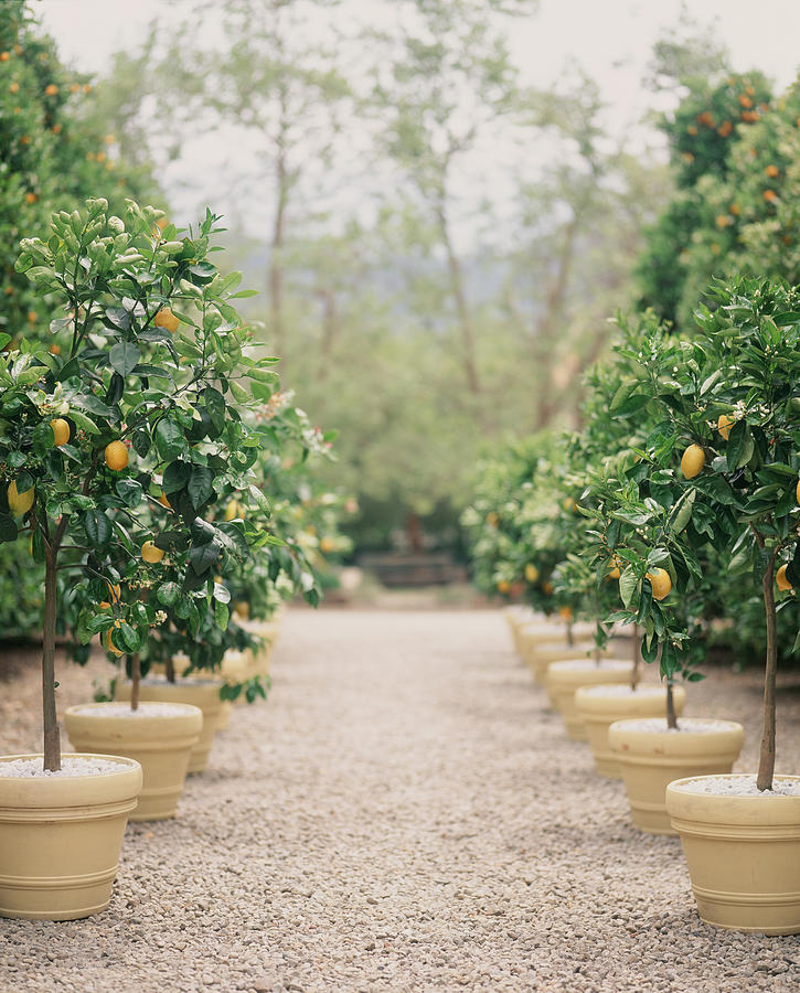 A Path Of Potted Lemon Trees Photograph by Victoria Pearson