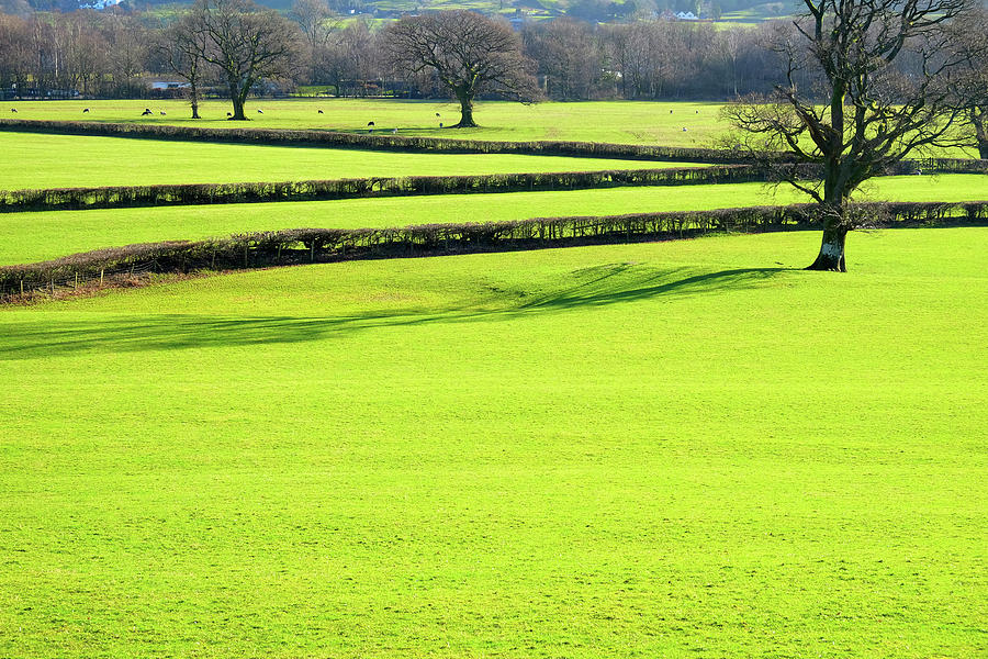 Pattern Photograph - A Pattern Of Bright Green Empty Grazing Fields With Short Grass  by Gill Copeland