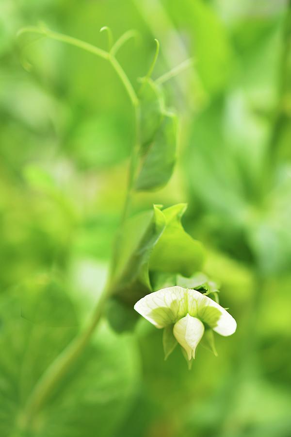 A Pea Flower In A Garden close-up Photograph by Mariola Streim