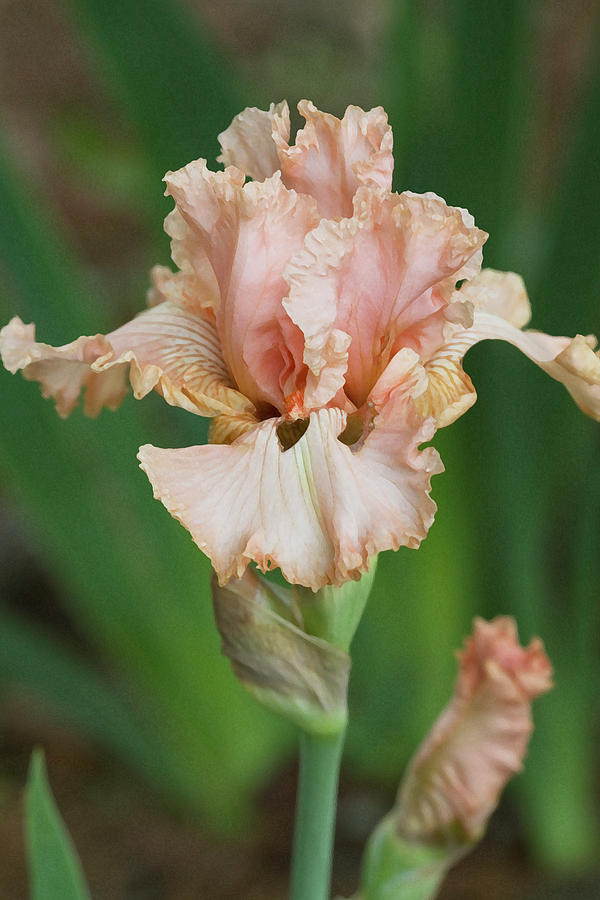 A Peach of a Iris Photograph by Kathy Clark