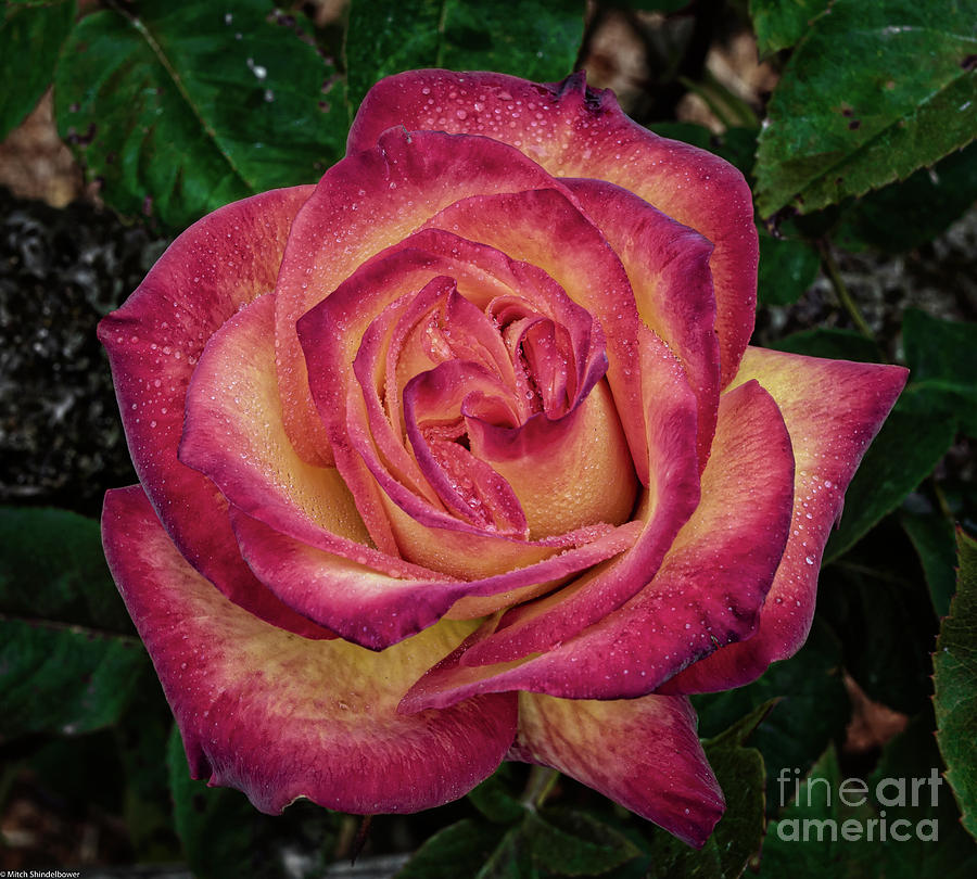 A Peach Of A Rose Photograph by Mitch Shindelbower