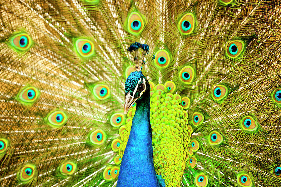 A Peacock Photograph by Made By  Vitaliebrega.com