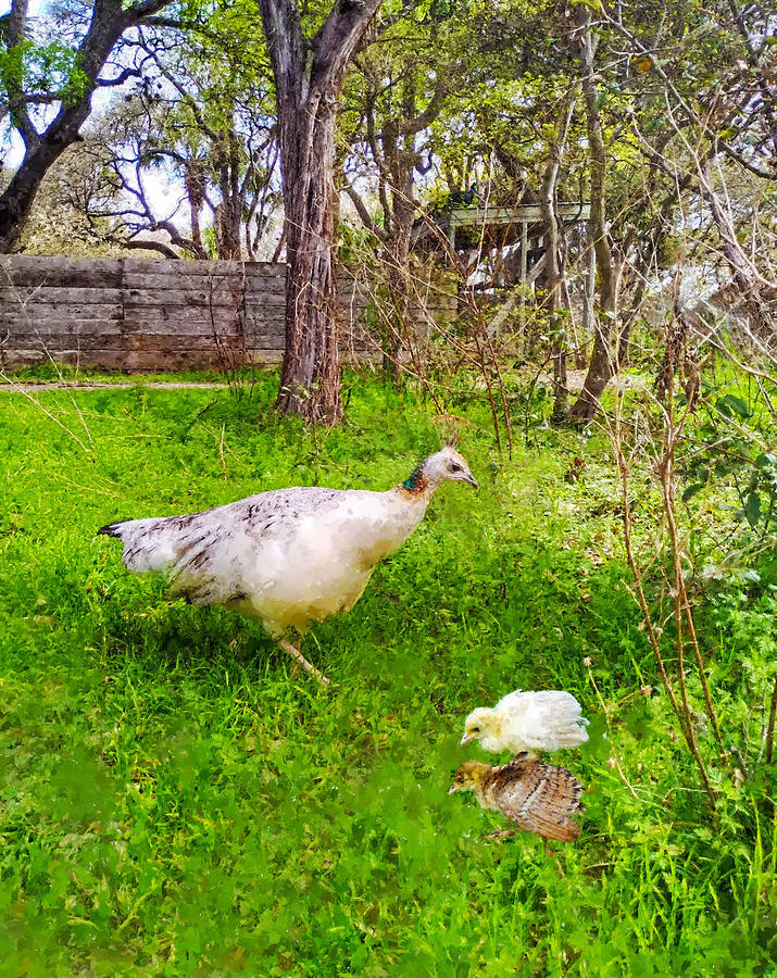 A Peahen And Her Chicks Photograph by Sandi OReilly