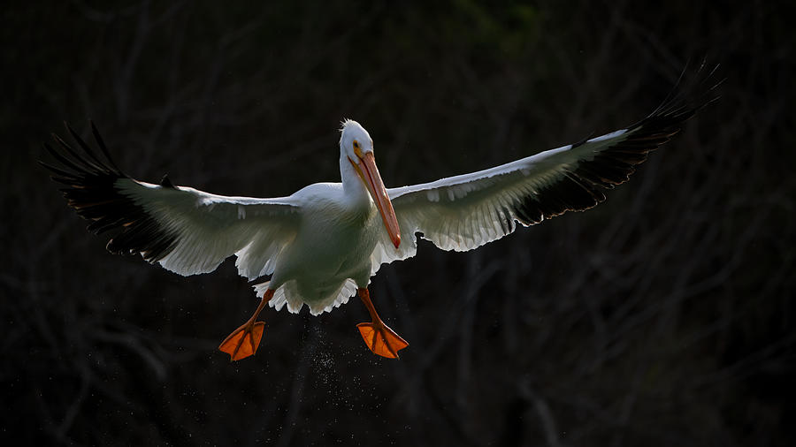 A Pelican Flew In Photograph by Sheila Xu