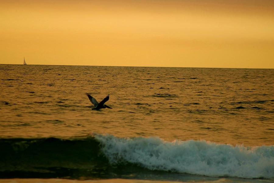 A pelican flying over wave at sunset Photograph by LaDonna McCray
