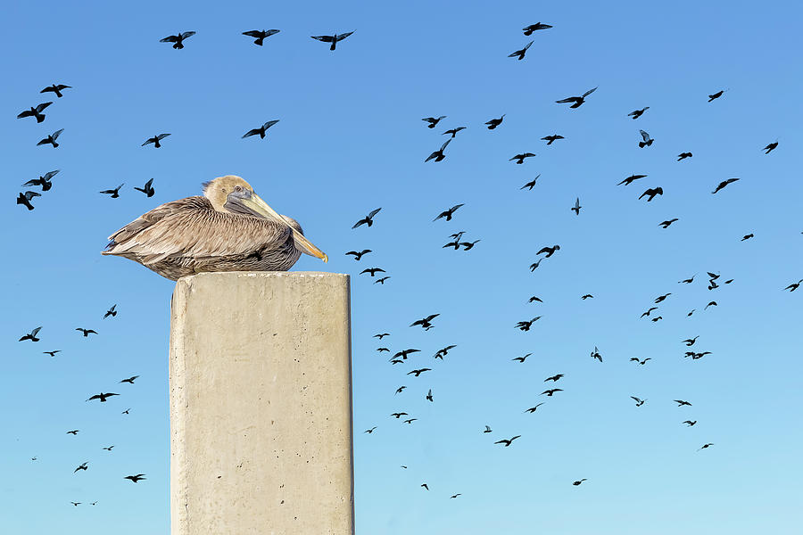 A pelican rests high on a cement piling. by Manny DaCunha A pelican rests high on a cement piling. by Manny DaCunha
