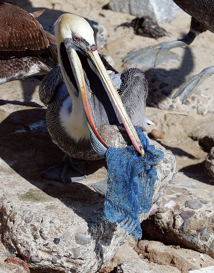 A Pelican Tries to Eat a Piece of Fish Photograph by Rodrigo Garrido ...