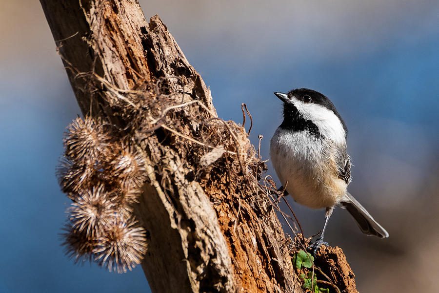 A Perch Fit For A Chickadee Photograph by Darlene Hewson