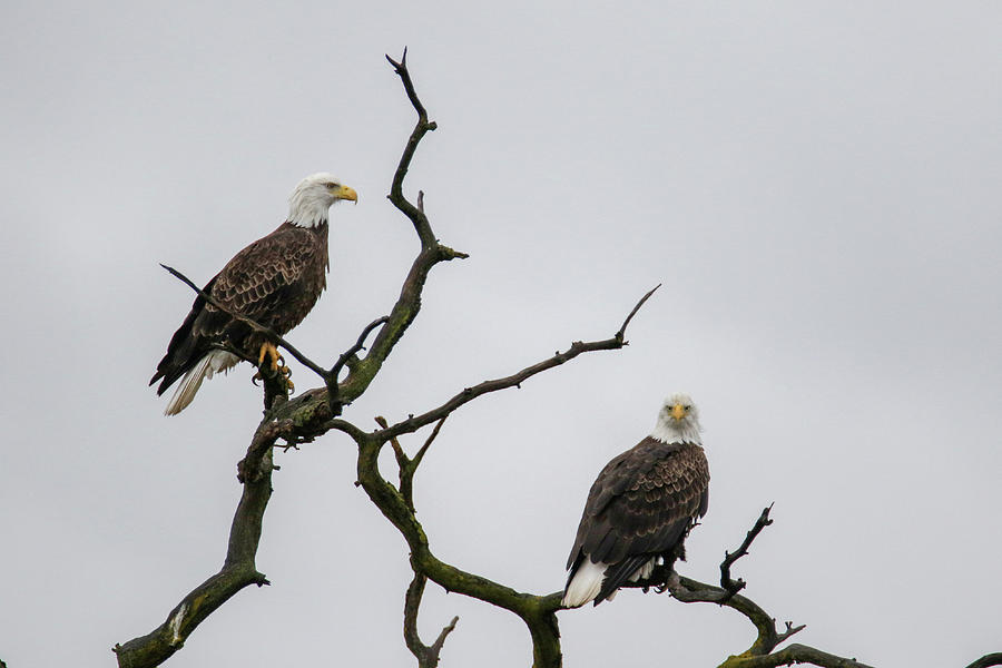 A Perched Pair Photograph by Brook Burling A Perched Pair Photograph by Brook Burling
